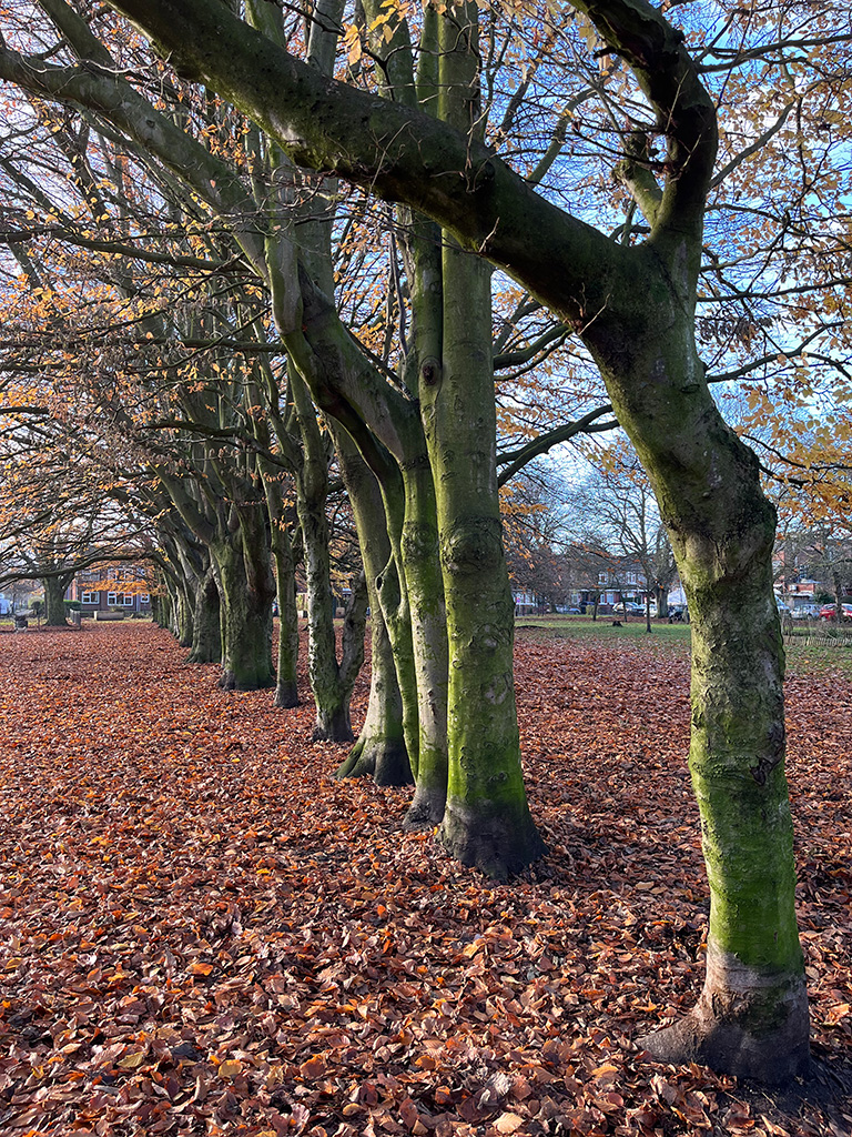 autumn